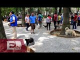 Recompensa por información sobre envenenamiento de perros en Parque México