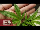 INE propone consulta sobre regulación de la marihuana/ Vianey Esquinca