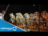 GDF publica en gaceta oficial del DF ley que prohíbe uso de animales en circos