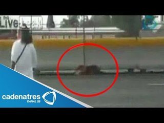 Mujer arriesga su vida en la México-Pachuca para salvar un perro