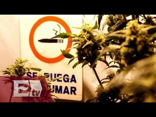 Legalización de la mariguana podría ser de consulta popular / Ingrid Barrera