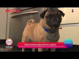 Dieta natural para perros y gatos. ¡Cuida su salud!