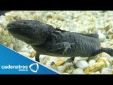 Ajolote continúa en peligro de extinción / Axolotl continues endangered