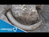 Arqueólogos encuentran en Puebla colmillo de mamut