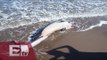 Mueren delfines varados en Baja California Sur / Ricardo Salas