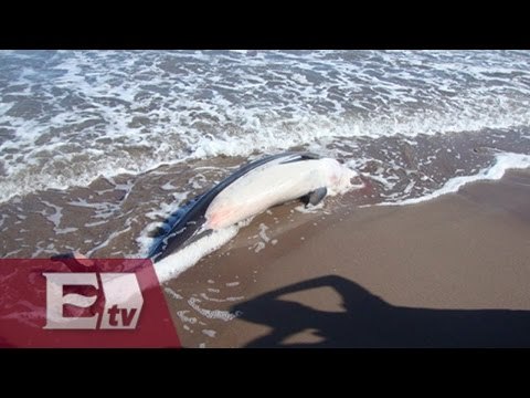 Mueren delfines varados en Baja California Sur / Ricardo Salas