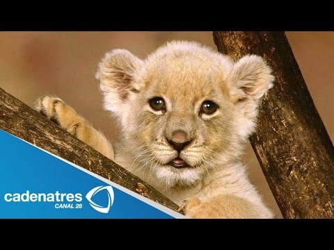 Animales decomisados por Semarnat a refugio en Yucatán