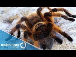 Características de las tarántulas ciegas y tramperas / Viernes de mascota