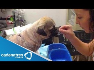 La conmovedora historia de 'torito', el pug que fue quemado vivo en NL