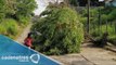 Tormenta derriba árboles y cables en Morelos / Storm knocks down trees and wires in Morelos