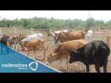 Tamaulipas registra escasez de ganado / Cattle shortage recorded in Tamaulipas
