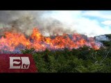 Sin tregua los incendios forestales en Australia / Francisco Zea