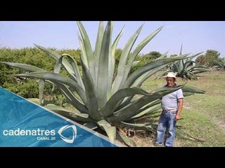Campesinos de Hidalgo buscan preservar el maguey