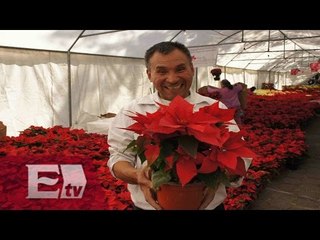 16 millones de flores de nochebuena serán comercializadas en México / Francisco Zea