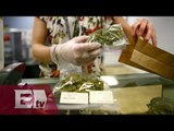 El mundo clandestino de la marihuana medicinal / Pascal Beltrán