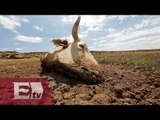 La peor sequía en 32 años en Etiopía amenaza a miles de personas/ Yazmín Jalil