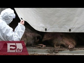 Suman 50 muertos en Rusia por gripe porcina/ Yazmín Jalil