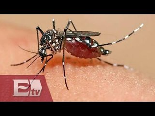 Alerta en América Latina por el virus Zika / Martín Espinoza
