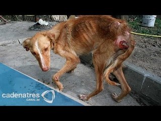 Castigo para aquellas personas que maltraten animales