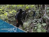 Encuentran cuerpos calcinados en fosas de Iguala, Guerrero