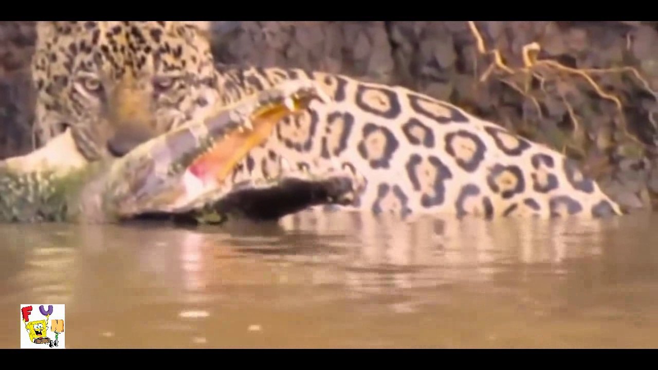 JAGUAR ATTACKS  CROCODILE TO DEATH
