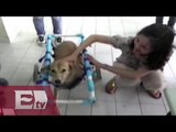 Innovadoras sillas de ruedas en Tailandia para perros discapacitados/ Paola Virrueta