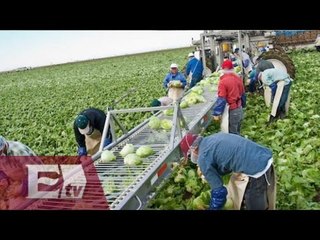 Juez ordena reembolso de salarios a braceros que trabajaron en EU / Ricardo Salas