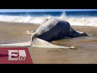 Encuentran ballena muerta en playa de Baja California Sur / Paola Virrueta
