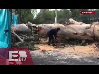 Cae gigantesco árbol en Paseo de la Reforma por rachas de viento/ Vianey Esquinca