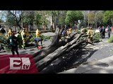 Suman 510 árboles caídos en la CDMX por fuertes rachas de viento/ Paola Virrueta