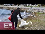 Cisne muere después de ser sacado del agua para una 