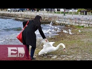 Cisne muere después de ser sacado del agua para una "selfie" / Yuriria Sierra