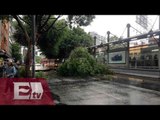 Fuertes vientos derriban árboles en la Ciudad de México / Francisco Zea