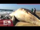 Aparece muerta ejemplar de ballena jorobada en playas de BCS/ Vianey Esquinca