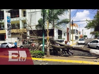 Video herunterladen: Fuertes vientos dejan árboles y espectaculares caídos / Ricardo Salas