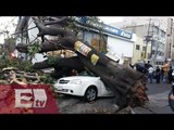 Fuertes ráfagas de viento derriban árboles en varias zona de la CDMX/ Vianey Esquinca