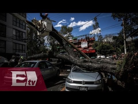 Árboles caídos en gran parte de la CDMX tras fuertes vientos / Yuriria Sierra