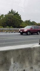 Flock of Geese Using Highway Merging Lane