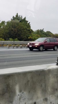 Flock of Geese Using Highway Merging Lane