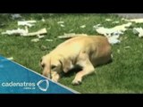¡ENTÉRATE! Pareja de perros callejeros protegen a su cachorro muerto