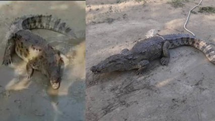 Amroha में घर में घुसा Crocodile, लोगों के उड़े होश, निकली चीखें । वनइंडिया हिंदी