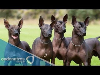 ¿Cuál es la relación de los xoloitzcuintles y el Día de muertos?