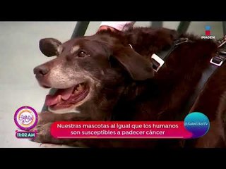 ¿Cómo afecta el cáncer a tus mascotas? | Sale el Sol