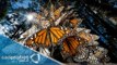 Esperan más llegada de mariposas monarcas a santuarios de Michoacán