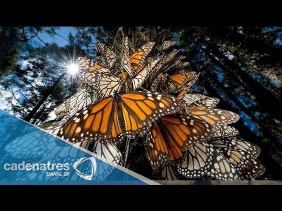 Esperan más llegada de mariposas monarcas a santuarios de Michoacán