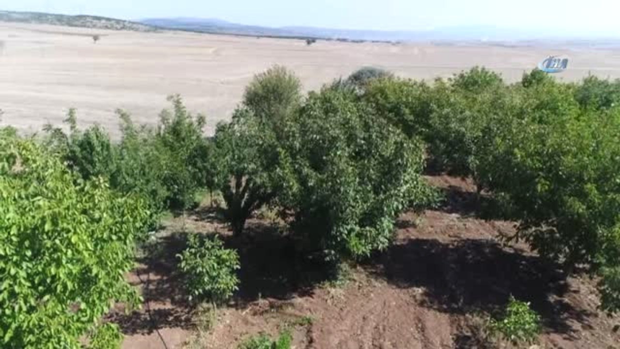 Eskişehir'de Ceviz Hasadı Başladı... Ceviz Tarlaları Havadan Görüntülendi