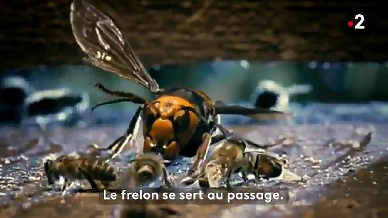 Quand un frelon attaque aune ruche d'abeilles
