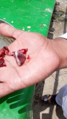 Fish heart circulation before eating