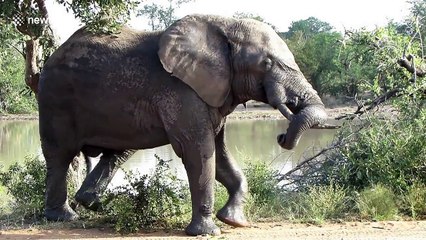 Big elephant lifts hind leg to relieve an itchy behind