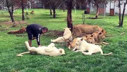 A tiger prevents a leopard from attacking a trainer